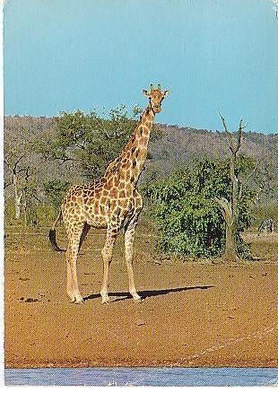 Ansichtkaart	Giraffe, Verzenden, 1960 tot 1980, Gelopen, Wild dier