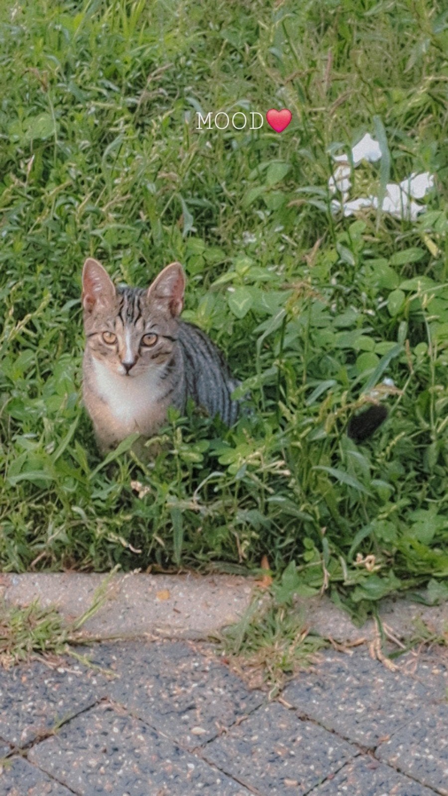 kittens, Meerdere dieren, Kortharig, 0 tot 2 jaar