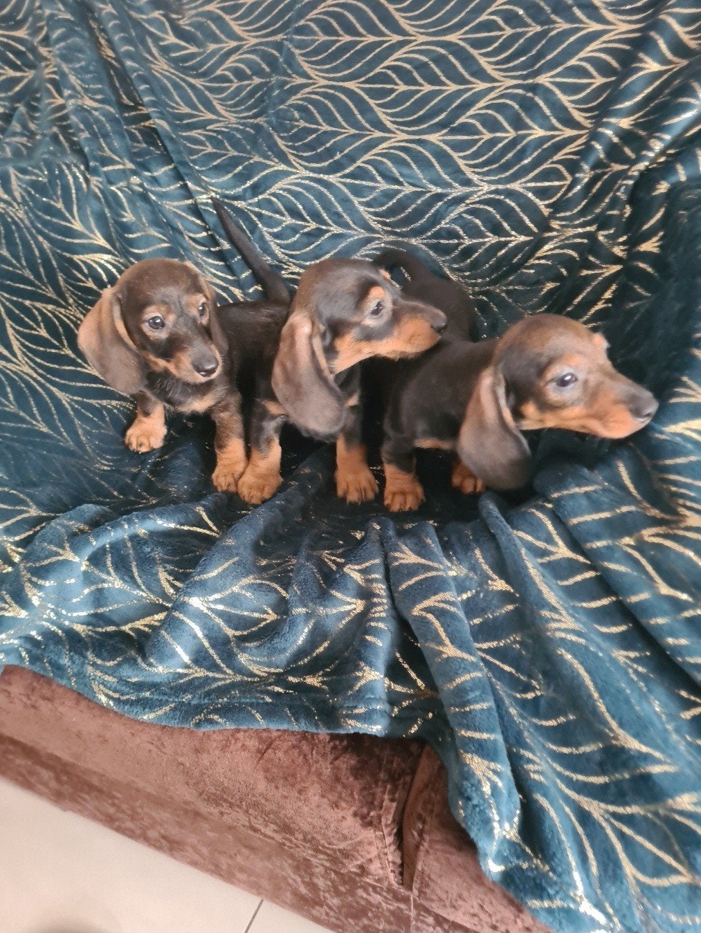 Nestje dwergteckel pups!, Dieren en Toebehoren, Parvo, 8 tot 15 weken, Meerdere, Meerdere dieren