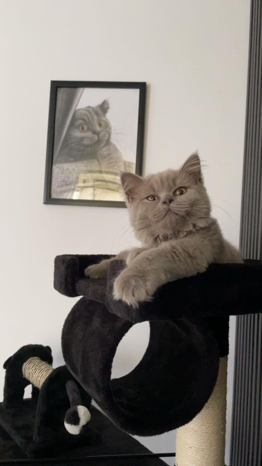 Twee katten ter adoptie – mannetje en vrouwtje, Dieren en Toebehoren, Katten en Kittens | Overige Katten, Meerdere dieren