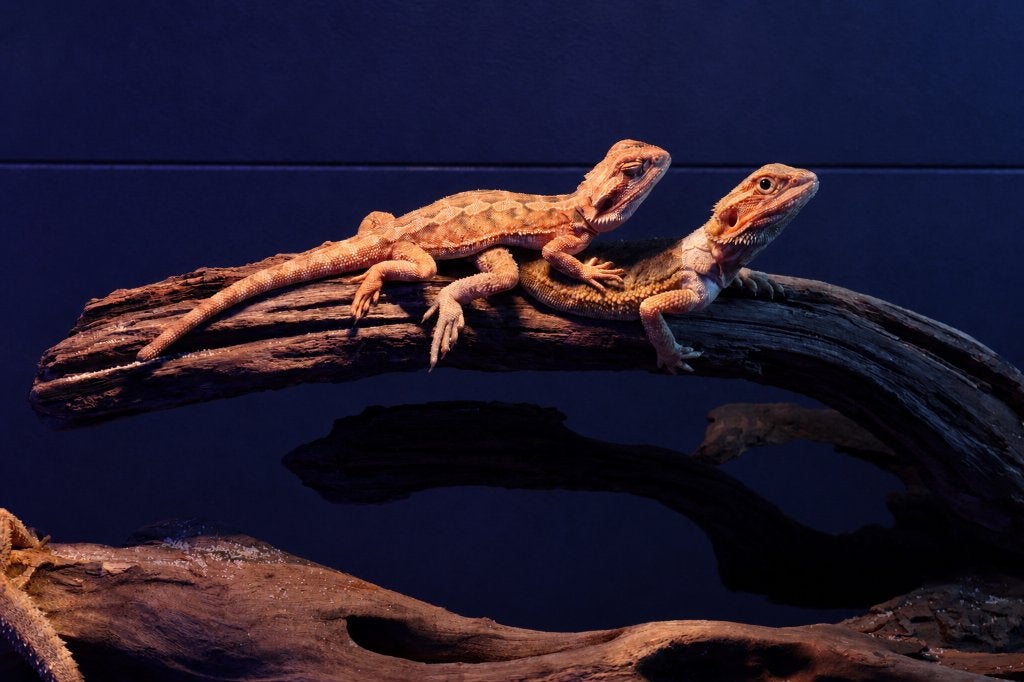 Baardagaam (Pogona vitticeps), Dieren en Toebehoren, Reptielen en Amfibieën, Hagedis, 0 tot 2 jaar