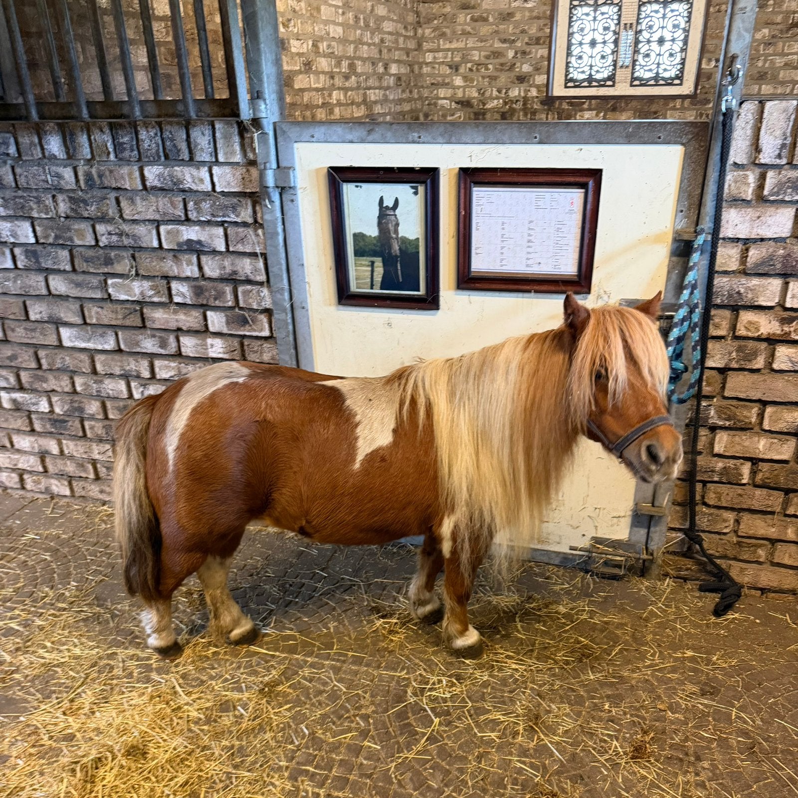 Zeer mooie mini merrie pony’s, Dieren en Toebehoren, Dressuurpony, Niet van toepassing, A pony (tot 1.17m), 7 tot 10 jaar
