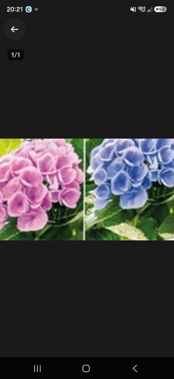 Aluinpoeder voor blauwe hortensia's - 6 euro/kilo, Ophalen