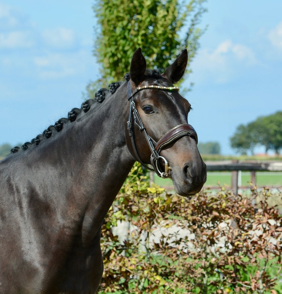 Super braaf 5 jr springpaard, Dieren en Toebehoren, Merrie, Springpaard, 3 tot 6 jaar, 160 tot 165 cm