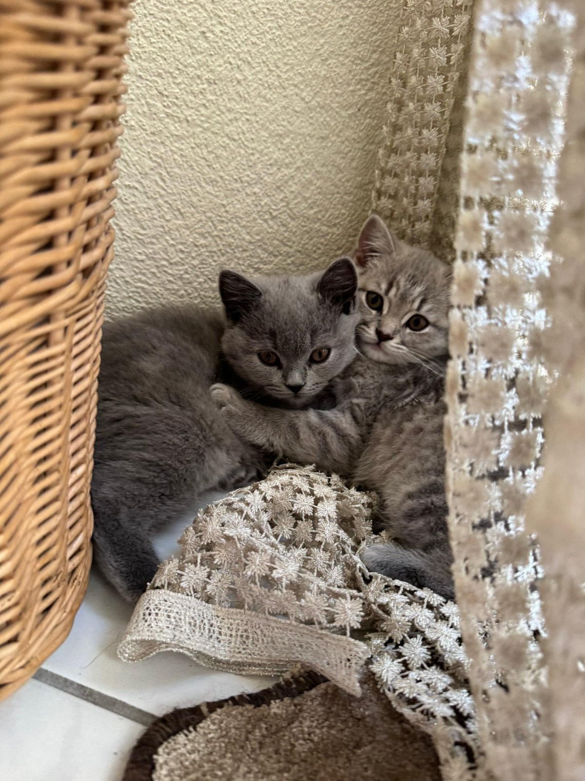 Britse korthaar kittens (€1100 samen) + GRATIS benodigdheden, Poes, Ontwormd, 0 tot 2 jaar
