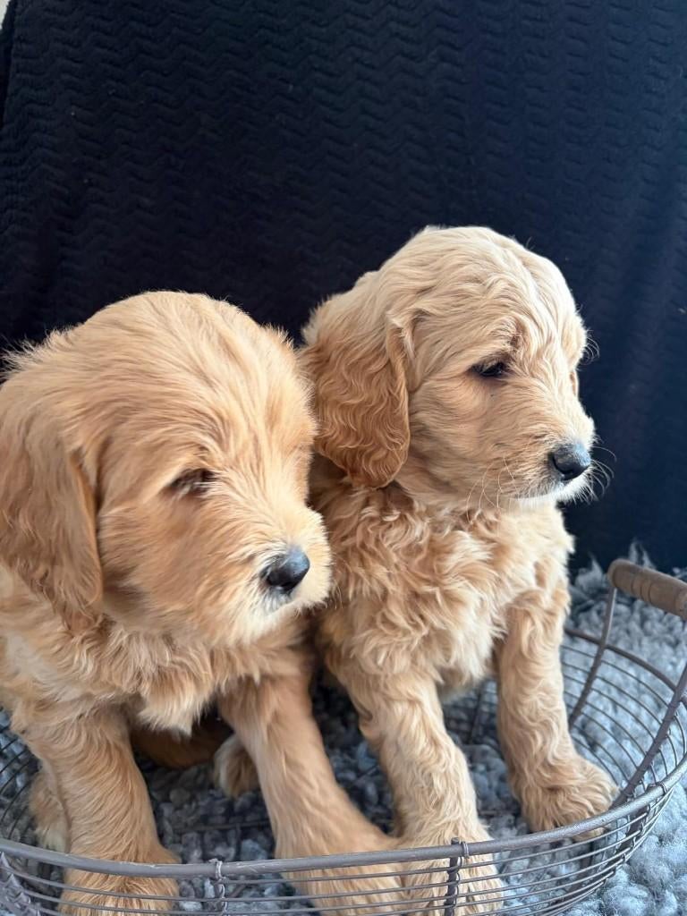 Prachtig nestje Goldendoodle/Labradoodle puppy’s te koop, Parvo, Overige rassen, 8 tot 15 weken, Meerdere