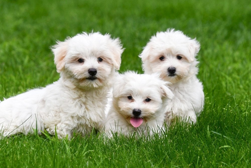 Maltezer pups te koop, Maltezer, 15 weken tot 1 jaar, Buitenland, Parvo