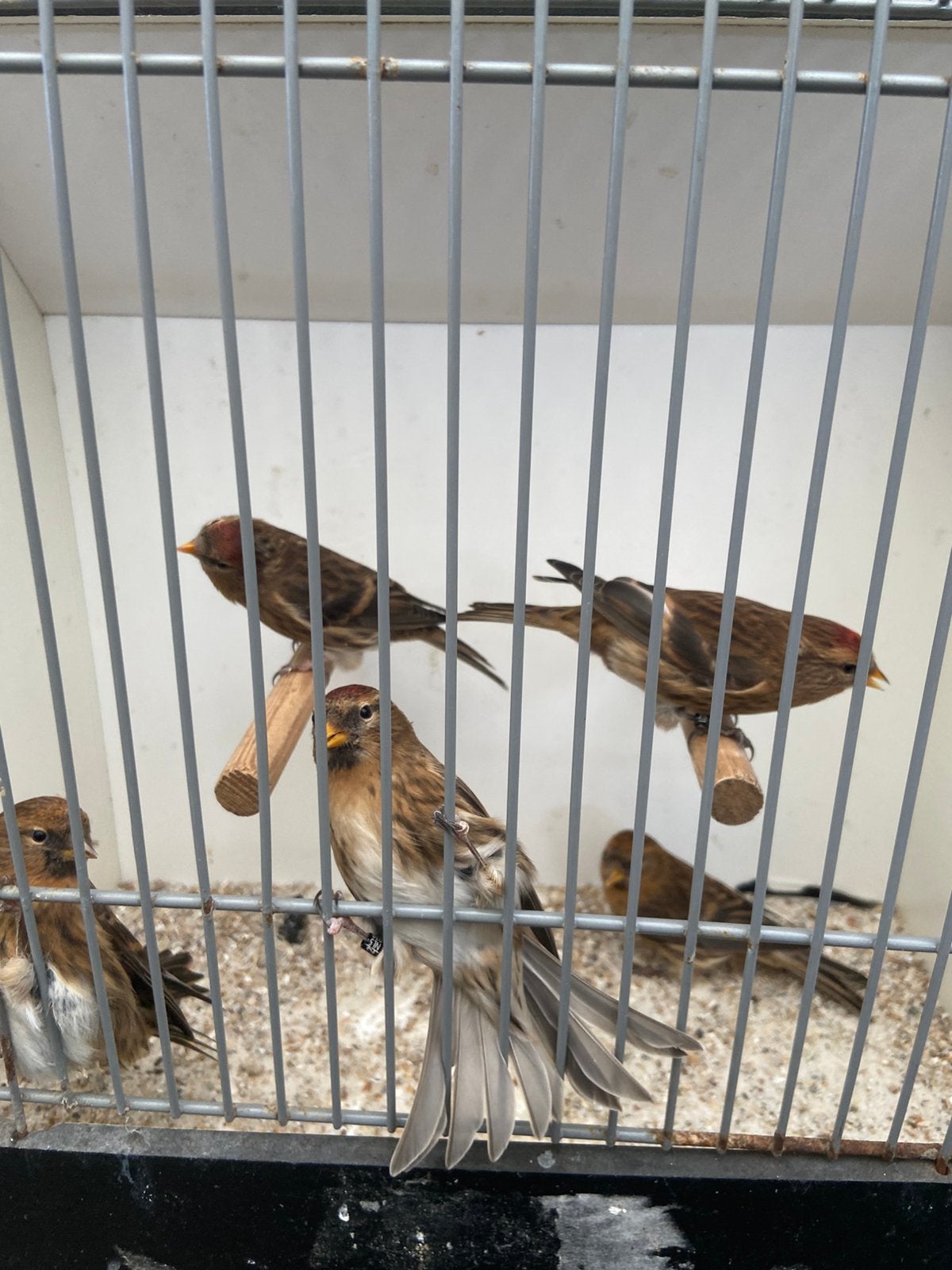 Barmsijzen, Meerdere dieren, Wildzangvogel, Geringd