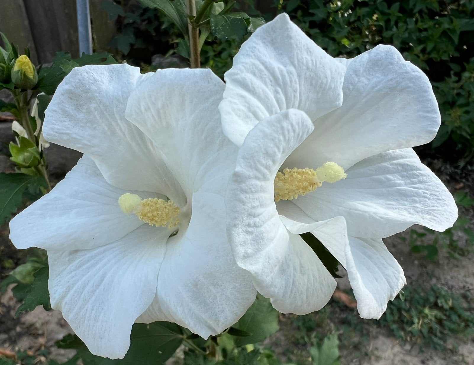 Hibiscus prachtige bloemen ❤️wintervast / versturen mogelijk, Ophalen of Verzenden, Overige soorten, Struik, Minder dan 100 cm