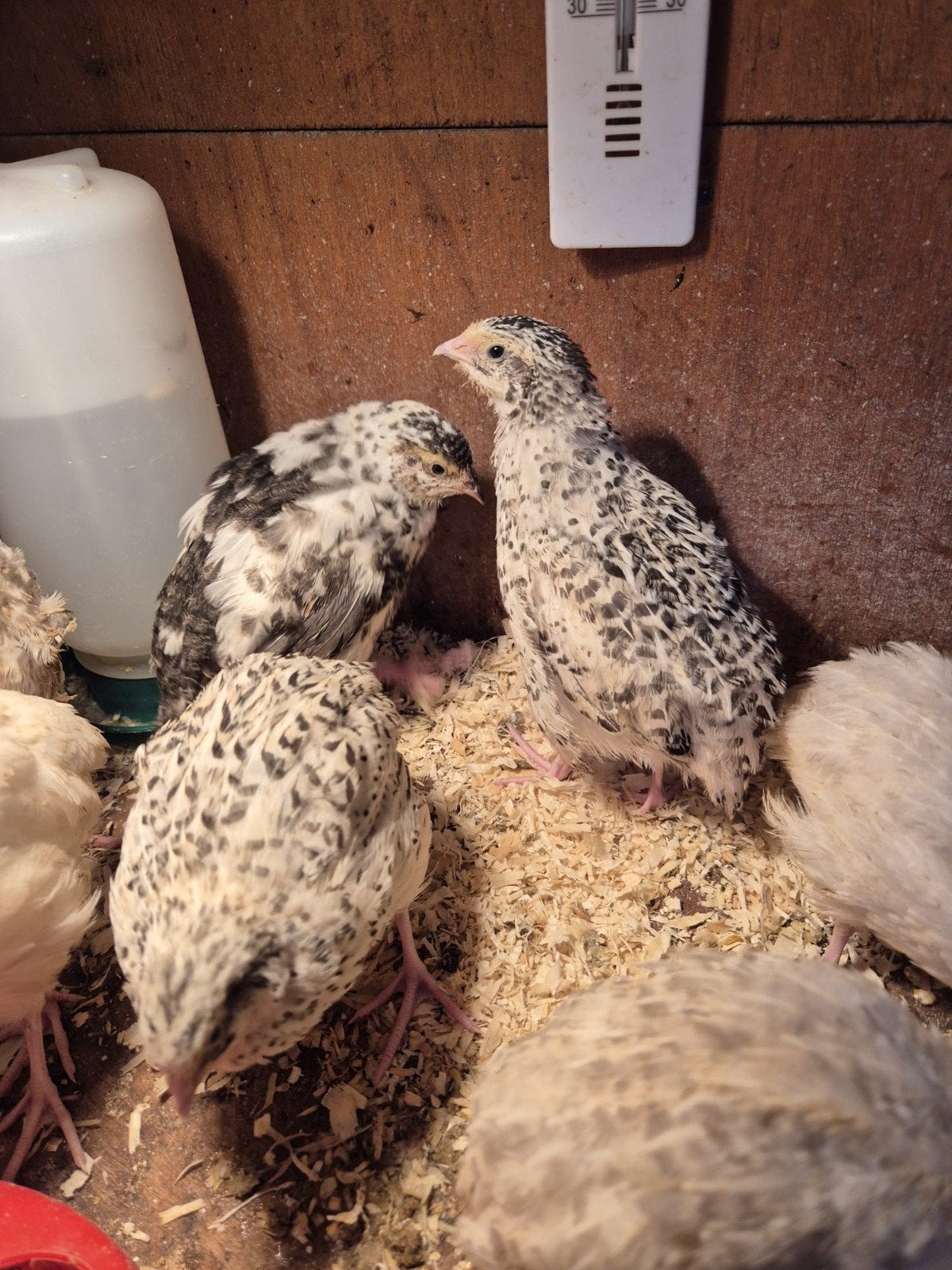 kwartels, Dieren en Toebehoren, Meerdere dieren, Overige soorten