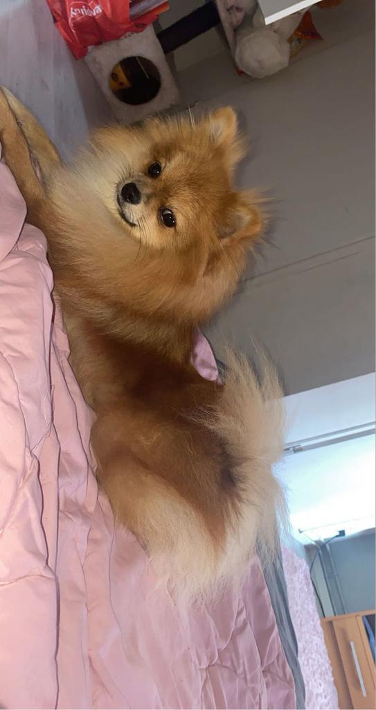 Lieve dwergkees teefje Prada, Parvo, Overige rassen, Teef, Eén hond
