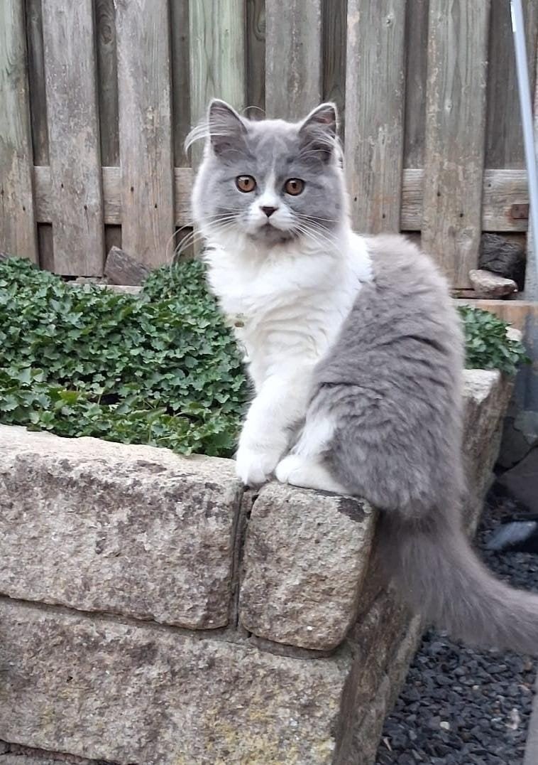 Nog 1 Britje te koop, Poes, Met stamboom, 0 tot 2 jaar