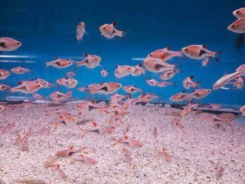 Rasbora - Kegelvlekje bij Koidreams in Valburg, Vis, Zoetwatervis