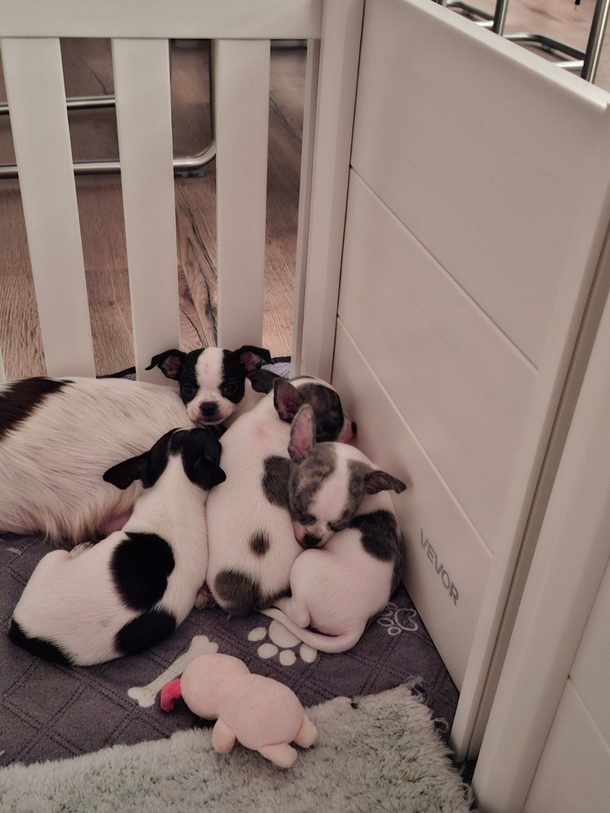Prachtig nestje Chihuahua pups – 4 reutjes