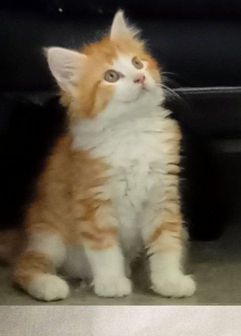 Maine Coon kittens XL klaar voor vertrek, Meerdere dieren, Ontwormd, 0 tot 2 jaar