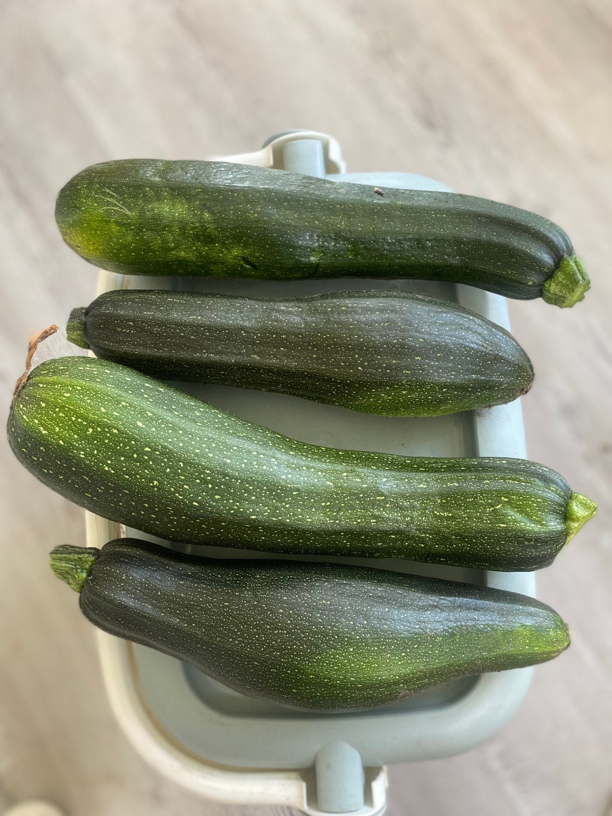 Biologische Courgette, Ophalen, Volle zon