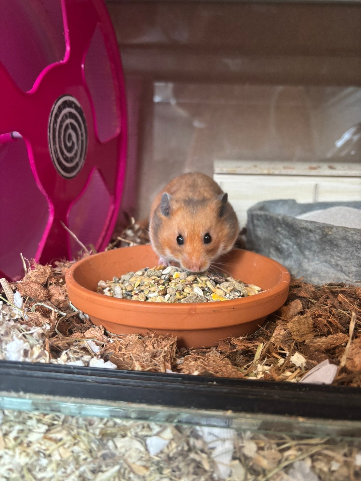 Lees de beschrijving goed! Syrishe goudhamster man, Dieren en Toebehoren, Hamster, Mannelijk, Januari, Tam