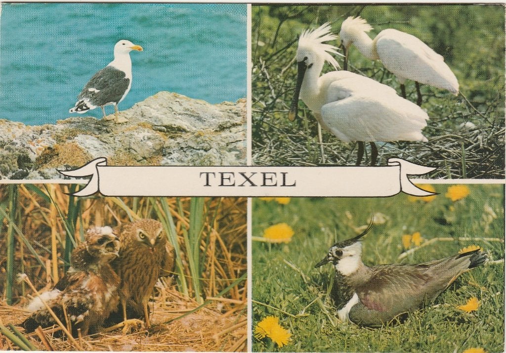 TEXEL Vogels, Verzenden, 1960 tot 1980, Gelopen, Waddeneilanden