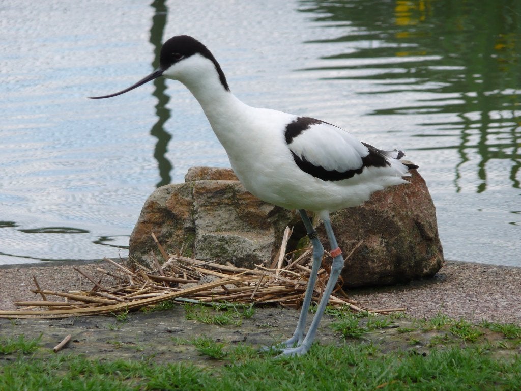 kluut / kluten / eenden, Dieren en Toebehoren, Meerdere dieren, Eend