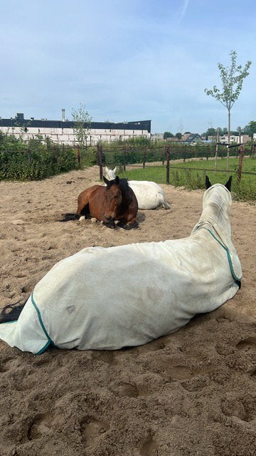 Stalling aangeboden voor pony/klein paard, Stalling