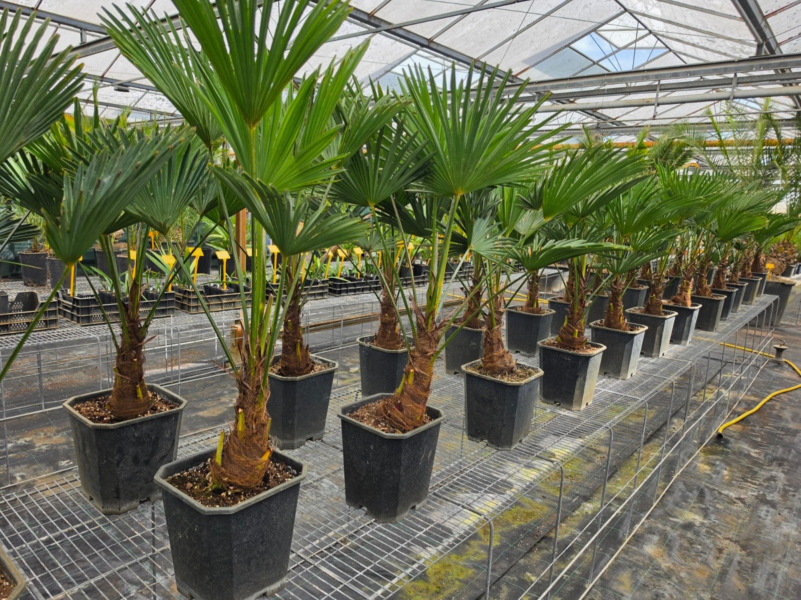 Trachycarpus wagnerianus winterharde palmboom, Tuin en Terras, Planten | Tuinplanten, Ophalen, Vaste plant, Overige soorten, Volle zon