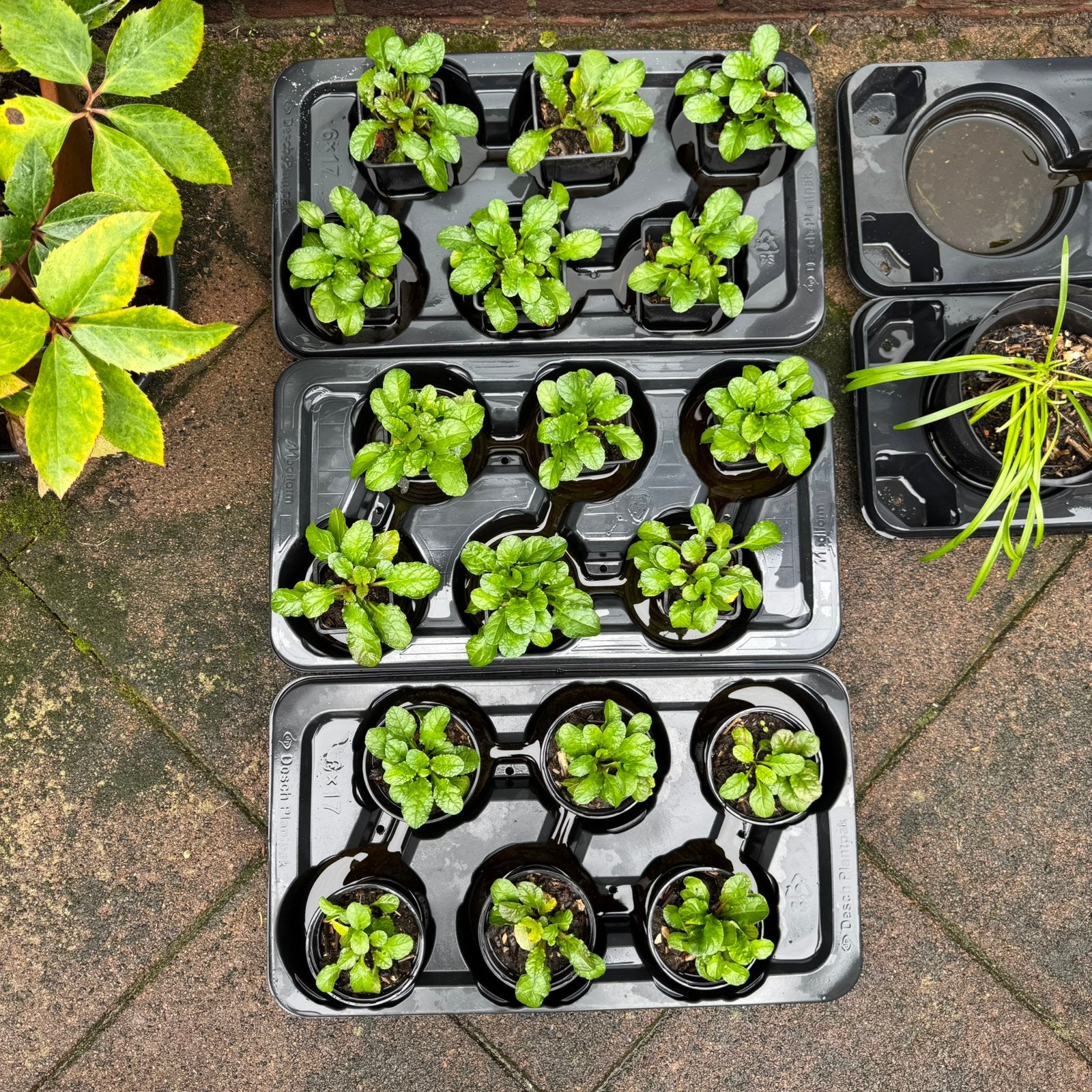 Ajuga Rectans paarse bloemen, Tuin en Terras, Ophalen, Bodembedekkers, Vaste plant, Halfschaduw