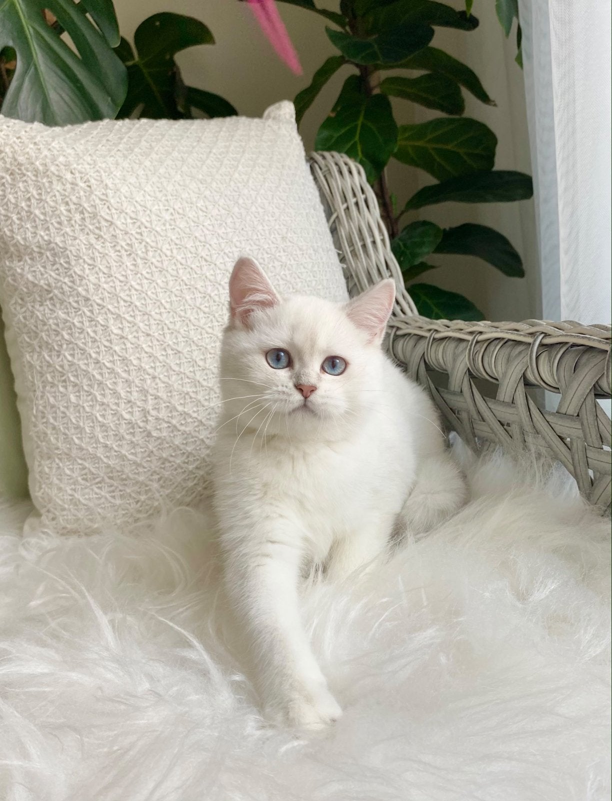 British Shorthair Silver NS11 33 | Viva Vogue, Poes, Kortharig, 0 tot 2 jaar