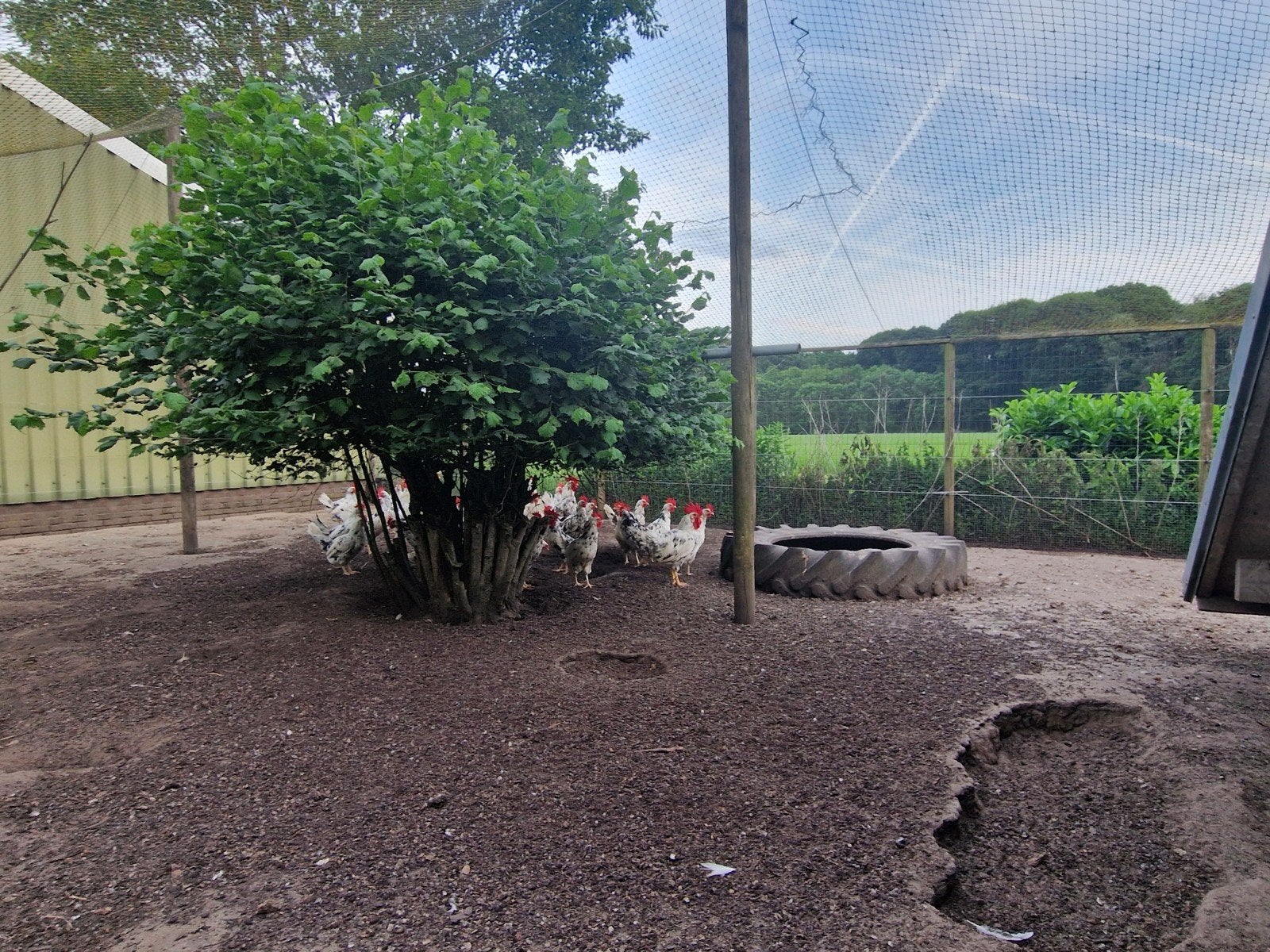 Bonte Leghorn hennen te koop, Dieren en Toebehoren, Pluimvee, Vrouwelijk, Kip