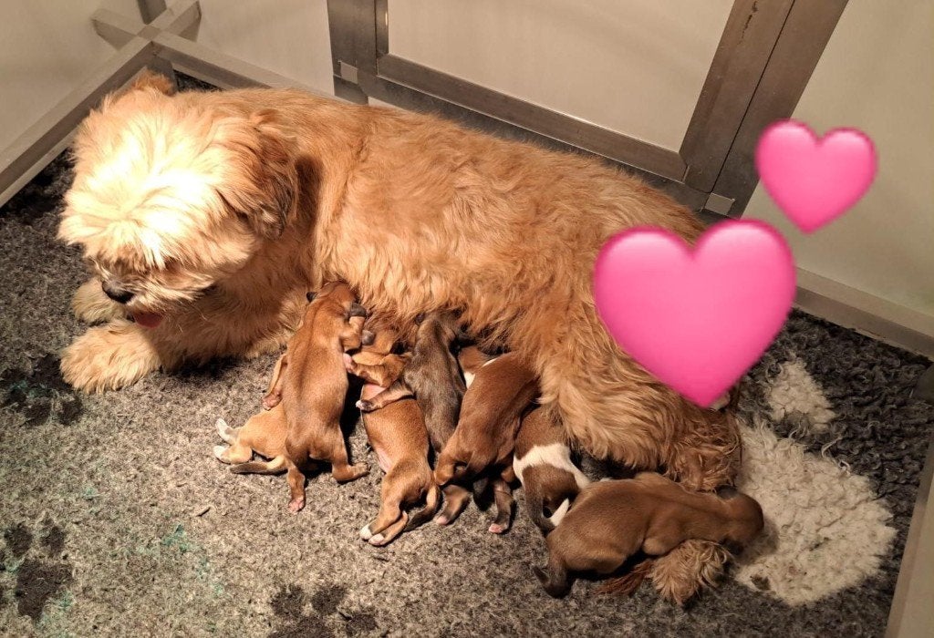 Prachtige lhasa apso pup puppy's, Overige rassen, 8 tot 15 weken, Meerdere, Meerdere dieren