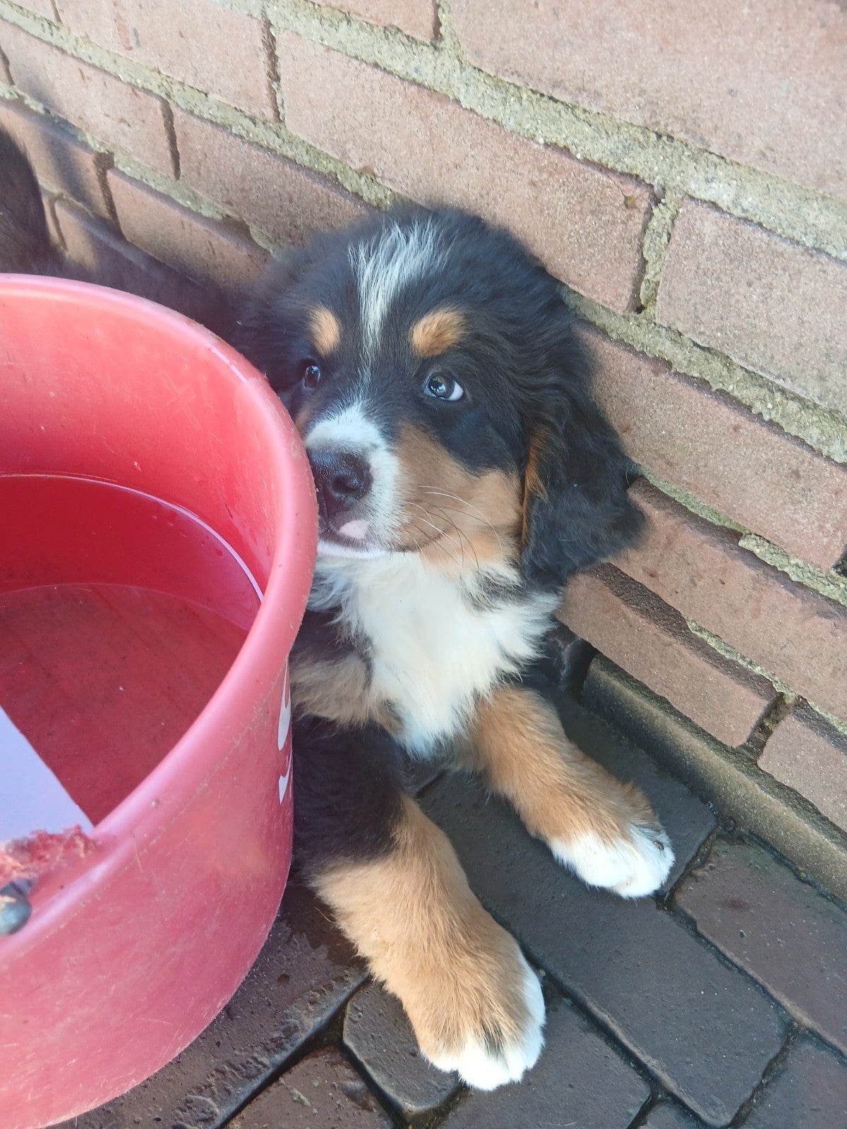 Prachtige, lieve Berner Sennen pups, Dieren en Toebehoren, Honden | Bulldogs, Pinschers en Molossers, Meerdere, Nederland, Particulier