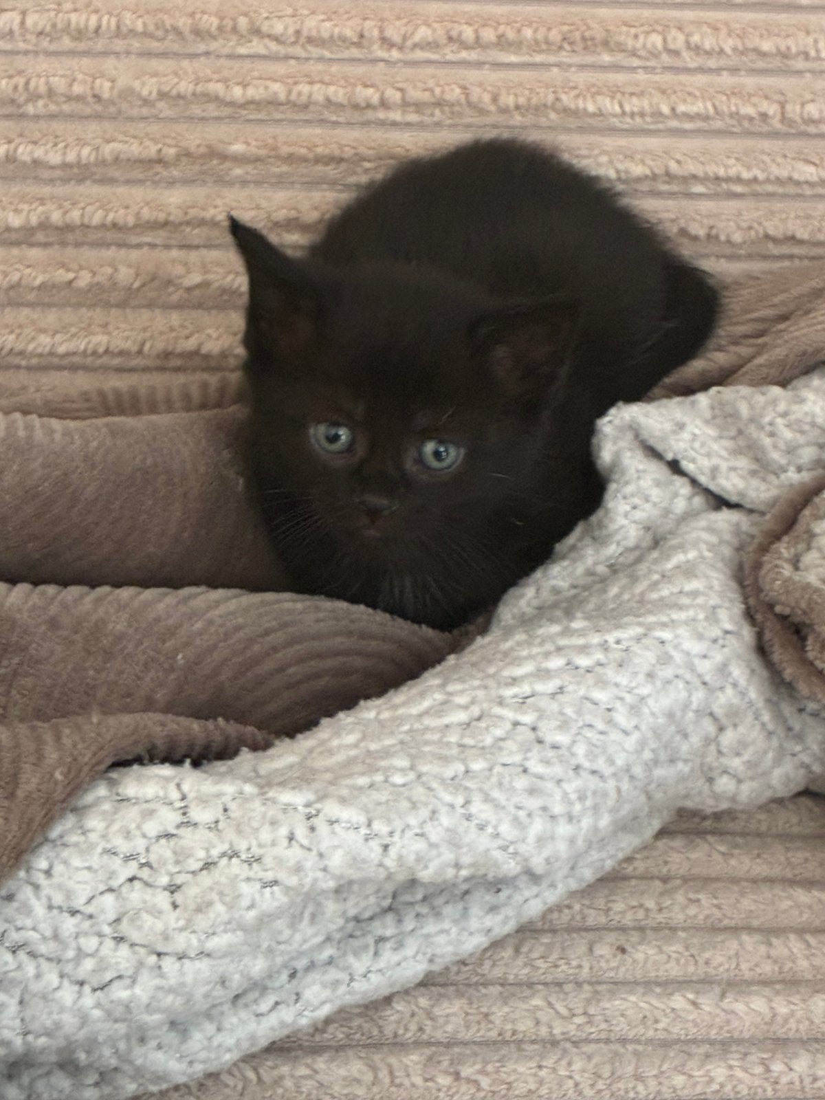1 Prachtige Britse Korthaar poes gevaccineerd & Ontwormd, Dieren en Toebehoren, Meerdere dieren