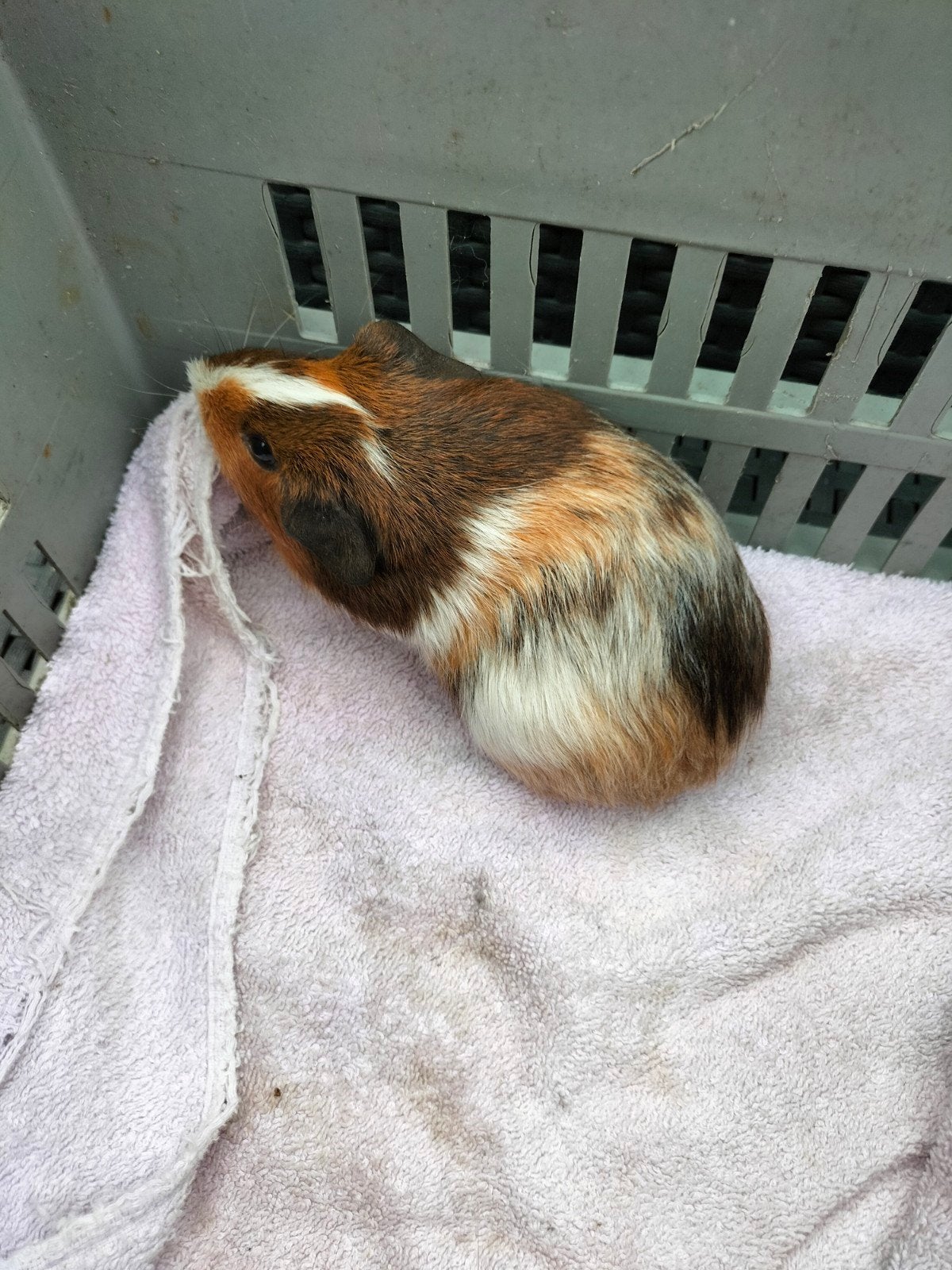 Cavia Beertje, Dieren en Toebehoren, September, Mannelijk, Cavia