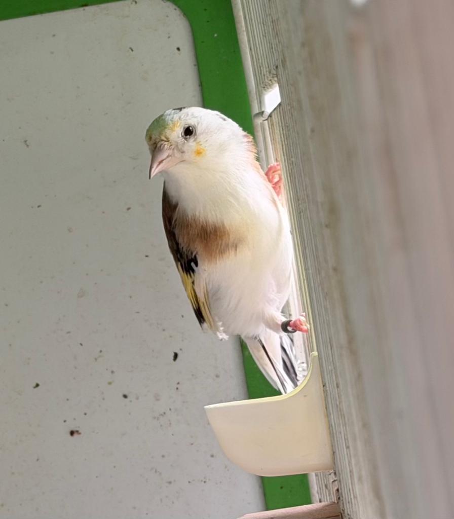 Major putter Pop 2025 Scarpatie, Vrouwelijk, Wildzangvogel, Geringd