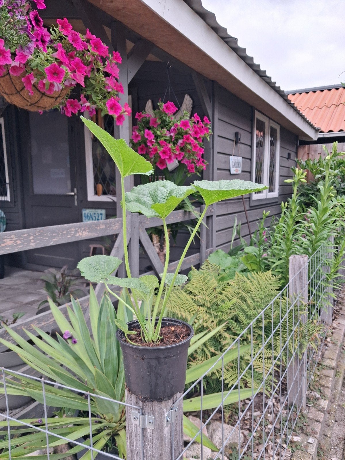 Rose   Stokroos planten, Ophalen, Overige soorten, Volle zon