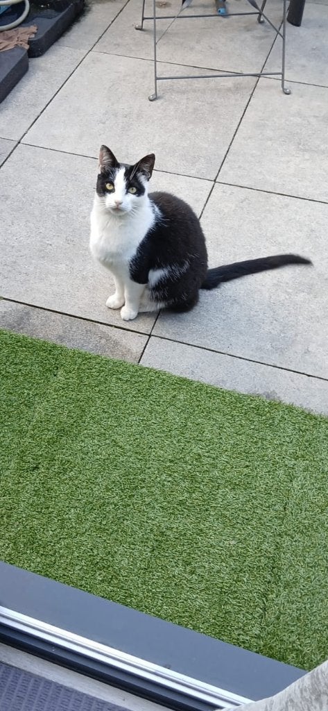 Zwart-witte korthaar kat GRATIS, Kater, 3 tot 5 jaar