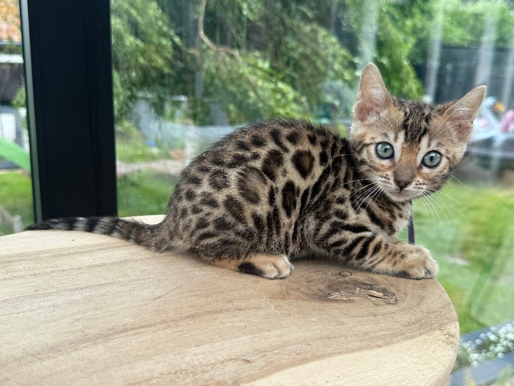 Bengaal kittens met stamboom kampioenslijn. Ouders getest., Meerdere dieren, Met stamboom, 0 tot 2 jaar