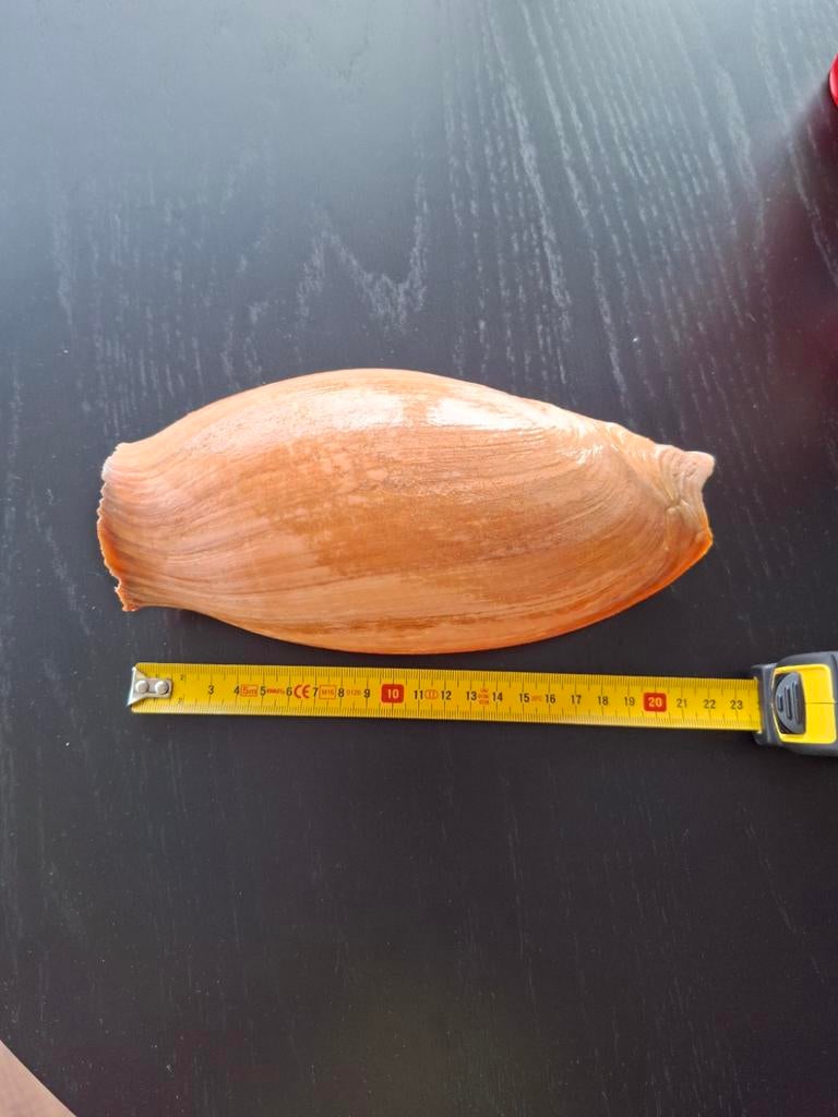 2 prachtige grote schelpen cymbium en Melo diadema taxidermi, Verzamelen, Ophalen of Verzenden, Schelp(en)