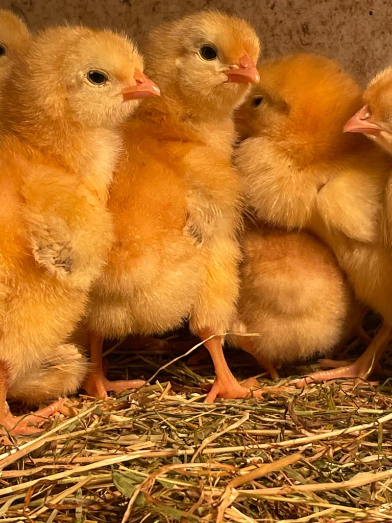 Kuikens newhampshire groot, Dieren en Toebehoren, Pluimvee, Geslacht onbekend, Kip