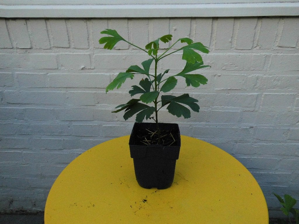 Japanse notenboom Ginko biloba, Tuin en Terras, Planten | Bomen, Lente, Minder dan 100 cm, Zuilboom, Ophalen