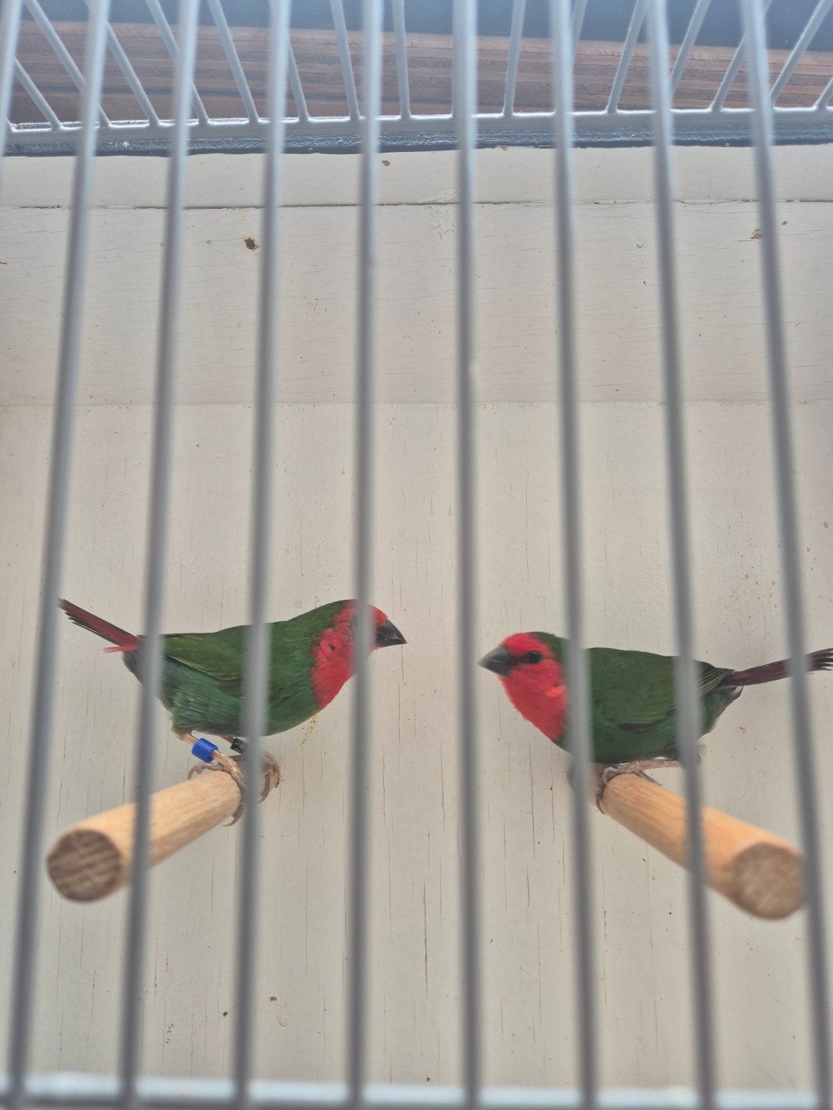 roodkop papegaai amadine te koop, Meerdere dieren, Tropenvogel, Geringd