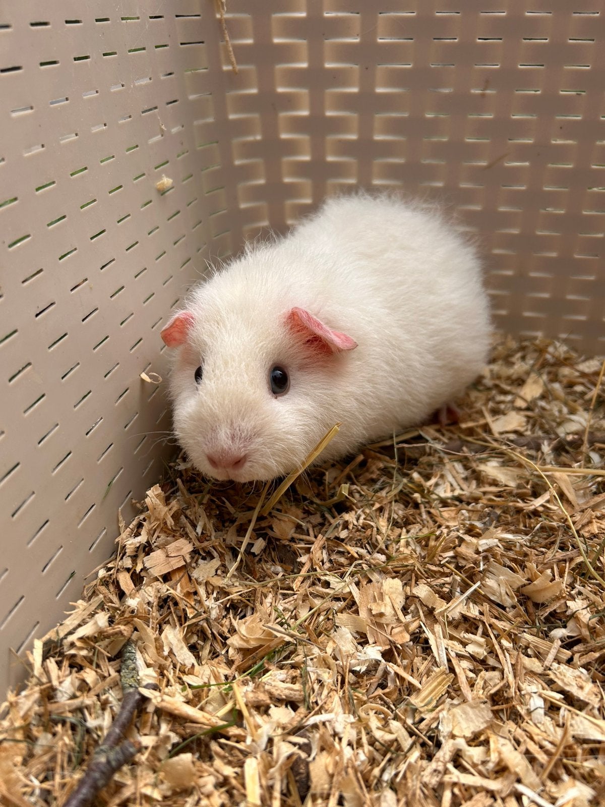 Jonge cavia’s, Dieren en Toebehoren, Knaagdieren, Juli, Meerdere dieren, Cavia