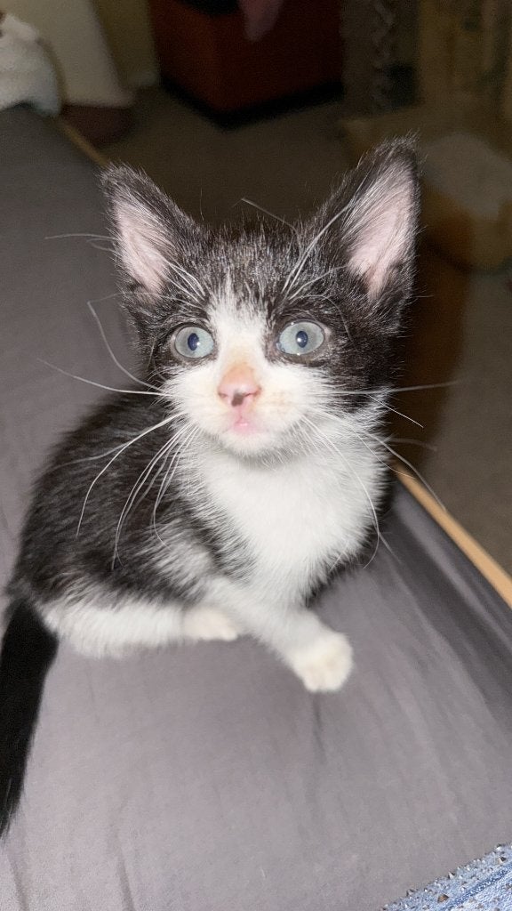 Lieve gezonde mooie zwart-wit kitten te koop [vrouwtje], Dieren en Toebehoren, Poes, Kortharig, 0 tot 2 jaar