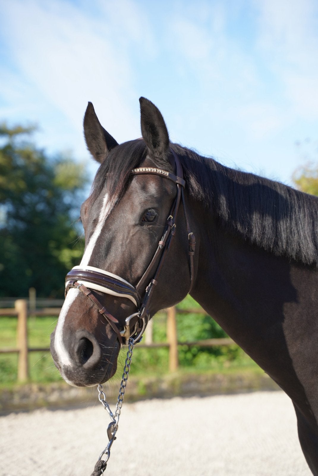 6 jarige merrie met potentie (Just Wimphof x Oscar), Dieren en Toebehoren, Merrie, Dressuurpaard, 3 tot 6 jaar