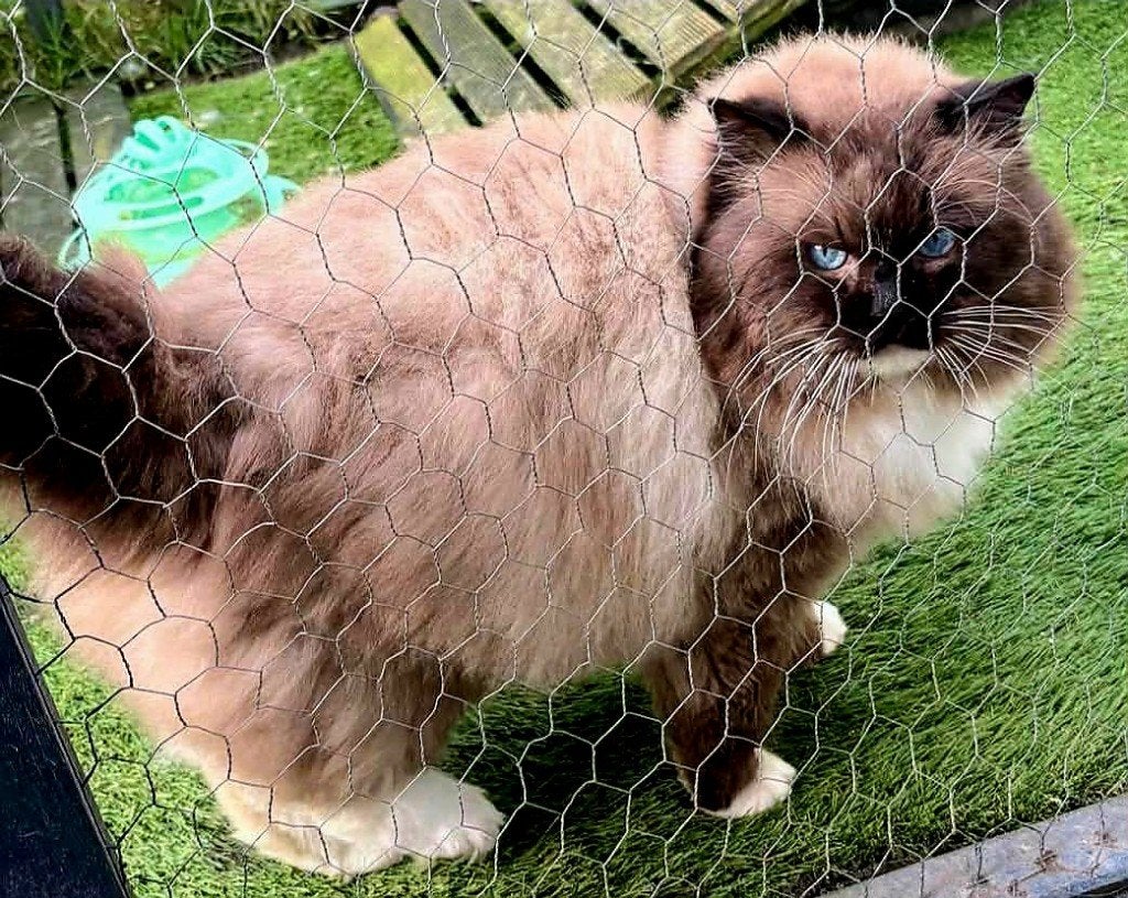 Mooie ervaren Ragdoll dekkater Seal Mitted (stamboom)