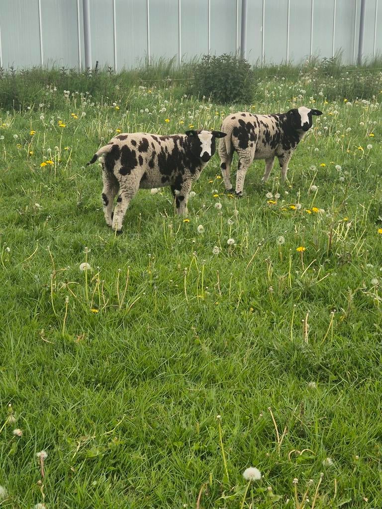 Bonte ooi en ram lammeren, Dieren en Toebehoren, Schapen, Geiten en Varkens, Meerdere dieren, Schaap, 0 tot 2 jaar