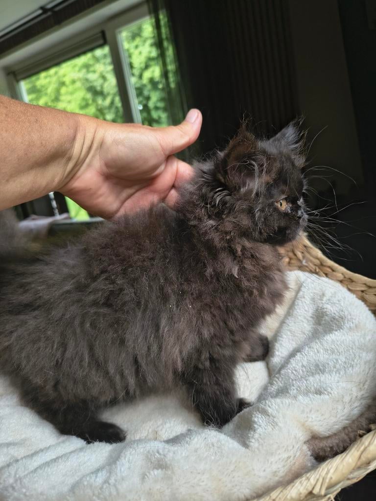 100% zuivere Perzische poesje, Dieren en Toebehoren, Katten en Kittens | Raskatten | Langhaar, Meerdere dieren, Ontwormd