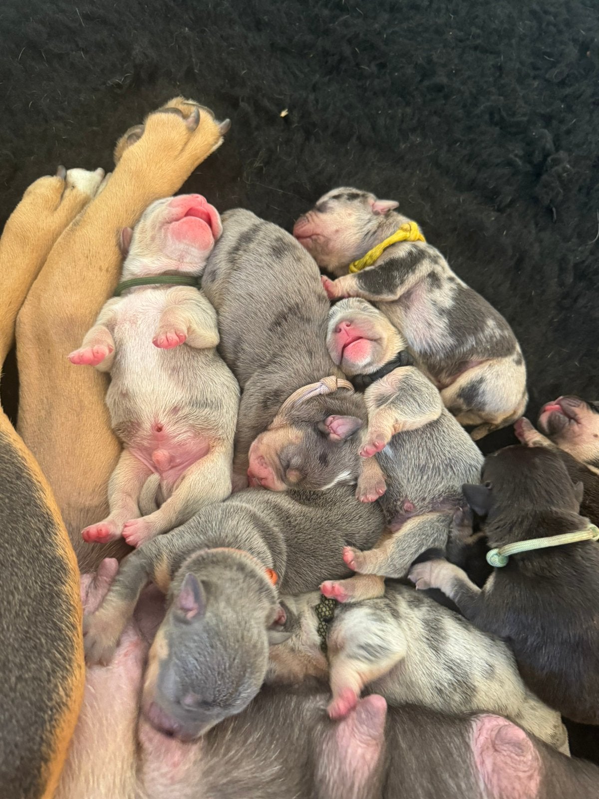 Old English Bulldog ❤️ 1 TEEFJE EN 1 REUTJE BESCHIKBAAR!, Dieren en Toebehoren, 8 tot 15 weken, Bulldog, Meerdere, Meerdere dieren