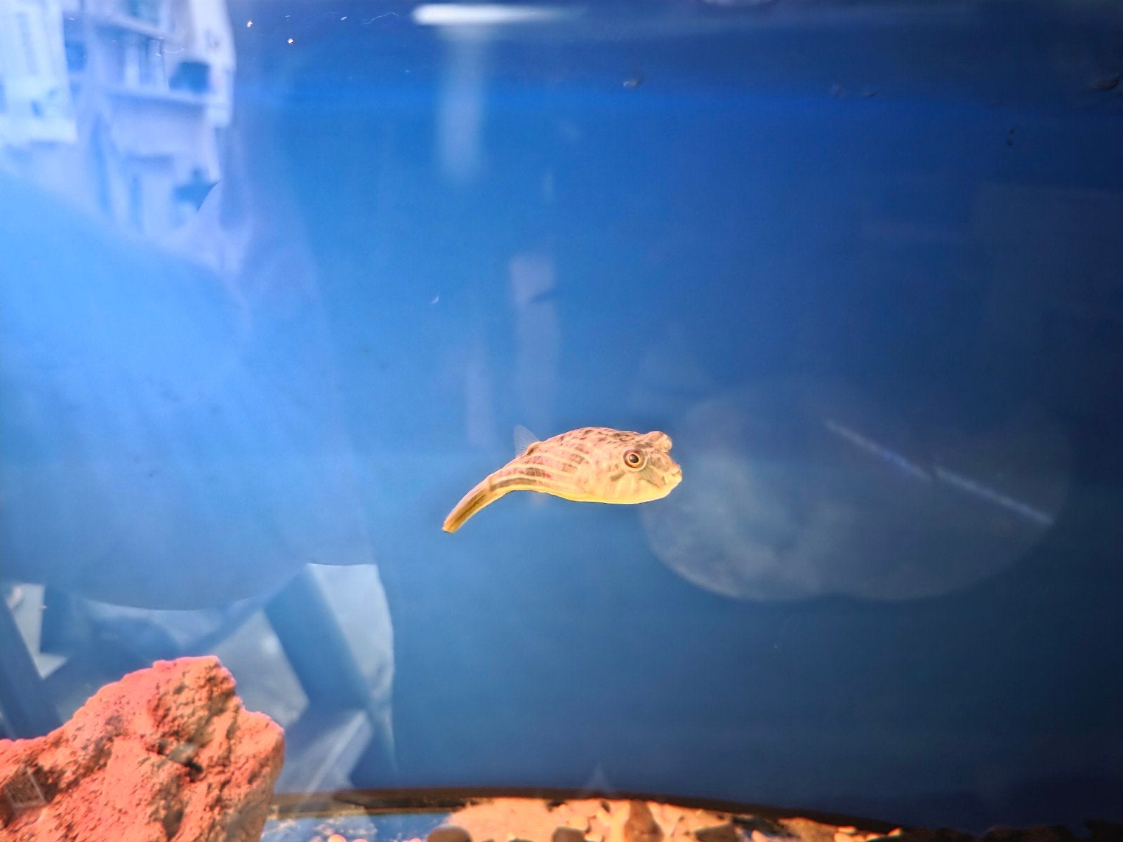 fahaka kogelvis 8-10 cm, Dieren en Toebehoren, Vissen | Aquariumvissen, Vis
