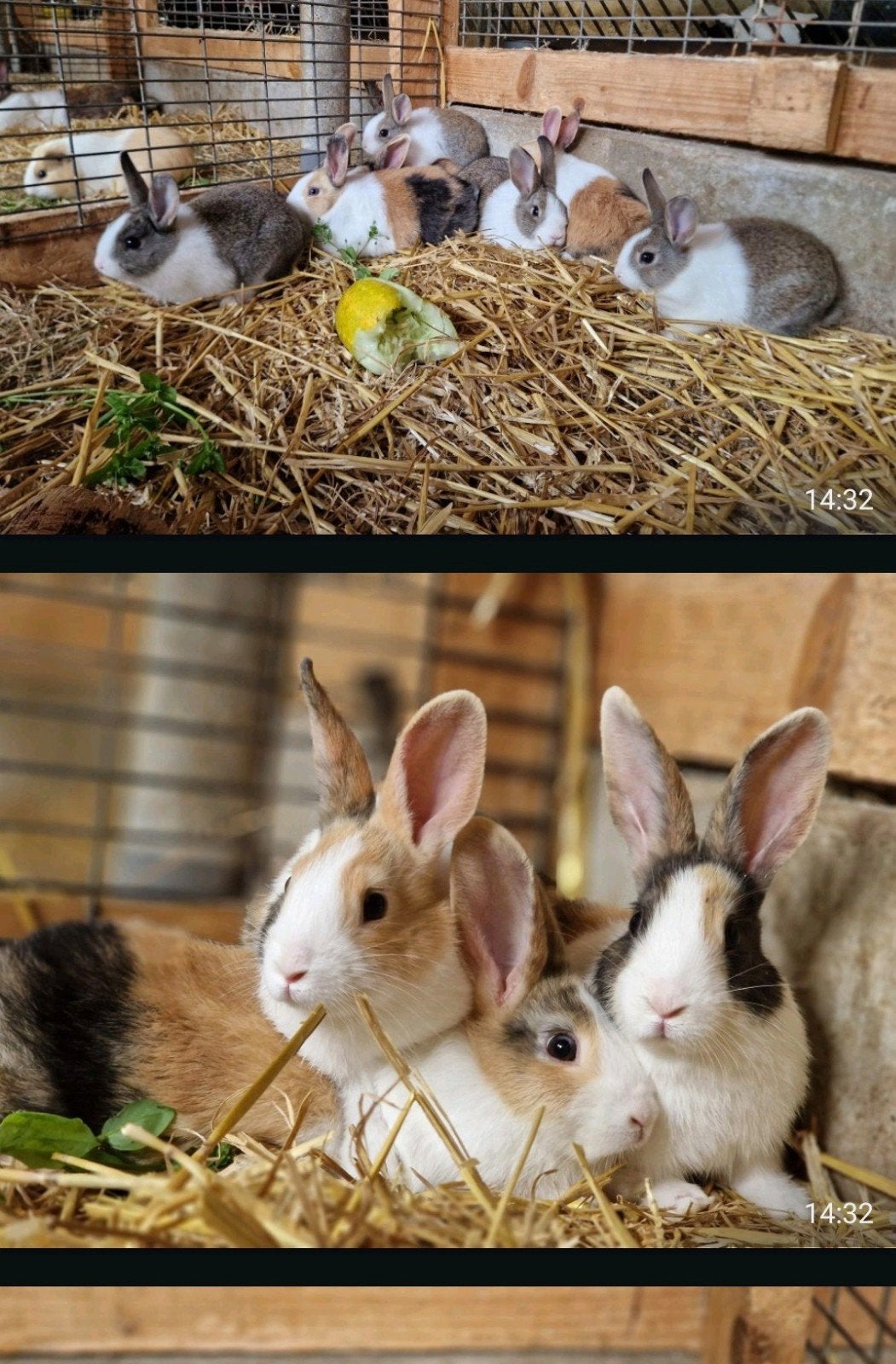 jonge hollander konijnen, Dieren en Toebehoren, Juni, Meerdere dieren, Overige typen