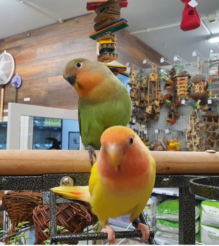 Lieve Agapornissen beschikbaar., Meerdere dieren, Dwergpapegaai of Agapornis, Geringd
